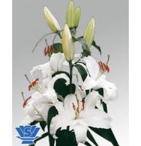 ΛΙΛΙΟΥΜ ΟΡΙΕΝΤΑΛ ΛΕΥΚΟ 5/7 LILIUM  OR  PACIFIC OCEAN 5/7